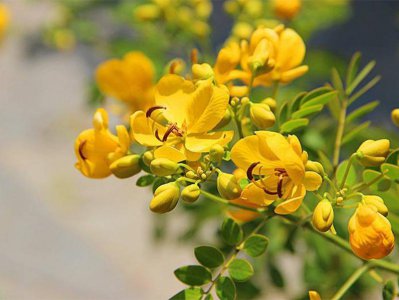 ​黄花槐种植技术介绍