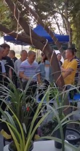 ​郫都区兰花交易市场，现已成为四川最为火爆的国兰交易中心