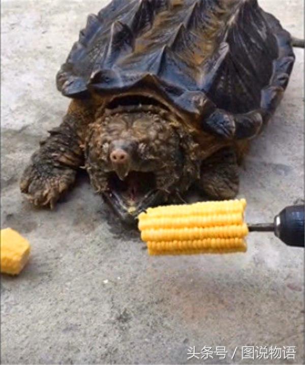 鳄龟咬合力堪比北极熊 瞬间咬断玉米棒子