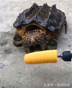 ​鳄龟咬合力堪比北极熊 瞬间咬断玉米棒子