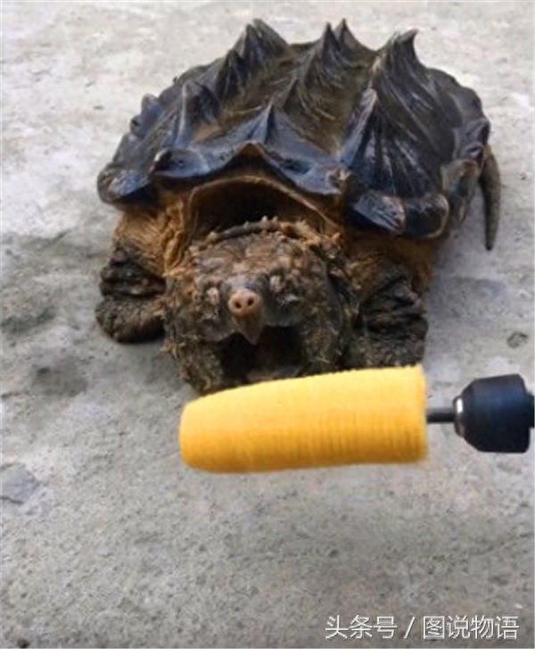 鳄龟咬合力堪比北极熊 瞬间咬断玉米棒子