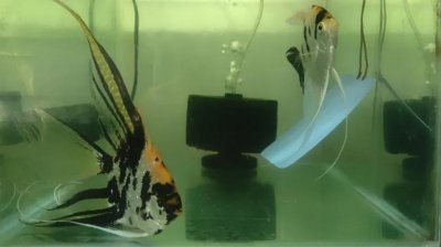 ​神仙鱼好养吗？