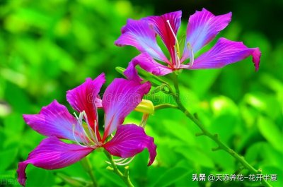 ​「植物文化」紫荆花-香港特别行政区区花