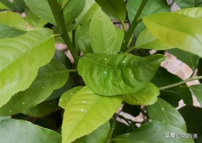 ​枝叶干枯、果实生长缓慢？柑橘粉虱不得不防