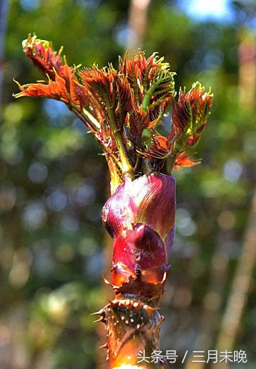 刺头菜：被誉为天下第一珍，其实是灌木嫩叶多数人没吃过！