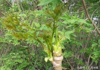 ​刺头菜：被誉为天下第一珍，其实是灌木嫩叶多数人没吃过！
