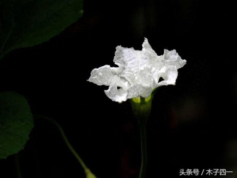 见过葫芦，可见过葫芦花吗？不起眼的葫芦花竟然如此惊艳，纯洁似仙子