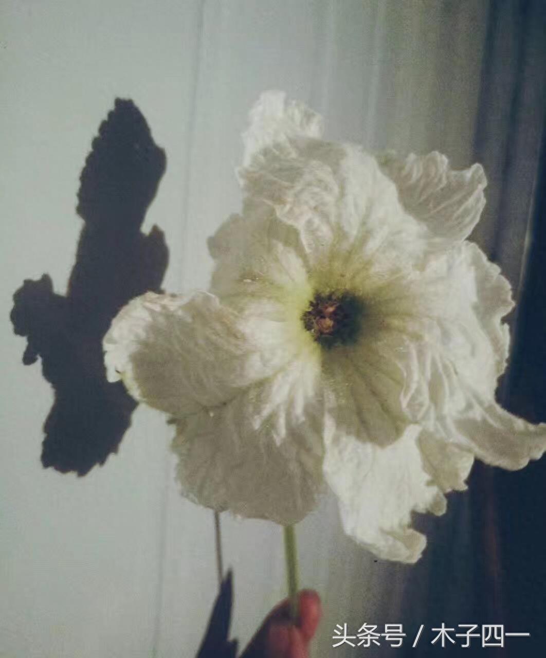 见过葫芦，可见过葫芦花吗？不起眼的葫芦花竟然如此惊艳，纯洁似仙子