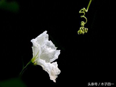 ​见过葫芦，可见过葫芦花吗？不起眼的葫芦花竟然如此惊艳，纯洁似仙子