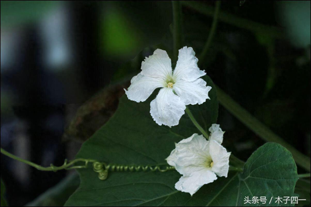 见过葫芦，可见过葫芦花吗？不起眼的葫芦花竟然如此惊艳，纯洁似仙子