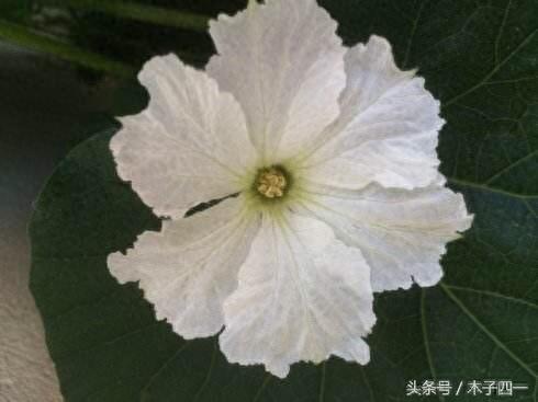 见过葫芦，可见过葫芦花吗？不起眼的葫芦花竟然如此惊艳，纯洁似仙子