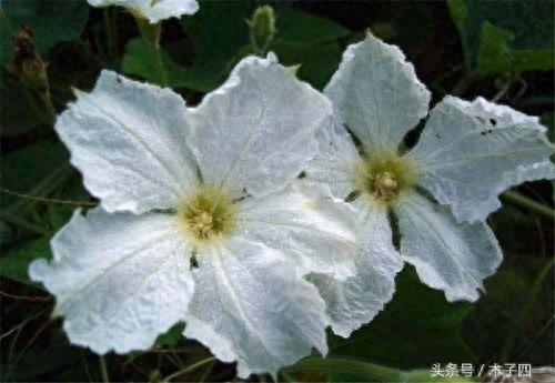 见过葫芦，可见过葫芦花吗？不起眼的葫芦花竟然如此惊艳，纯洁似仙子