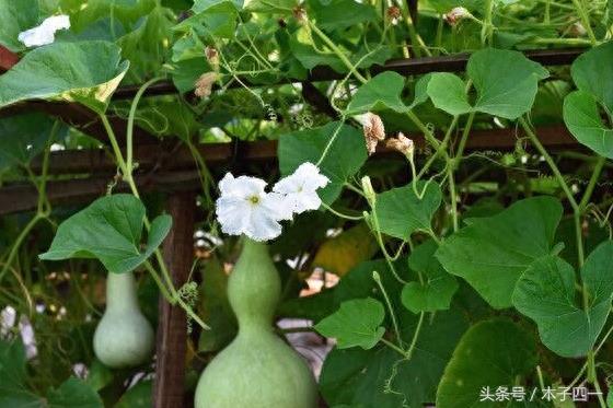 见过葫芦，可见过葫芦花吗？不起眼的葫芦花竟然如此惊艳，纯洁似仙子