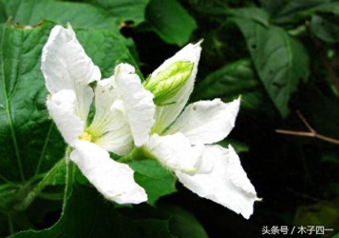 见过葫芦，可见过葫芦花吗？不起眼的葫芦花竟然如此惊艳，纯洁似仙子