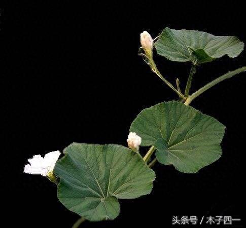 见过葫芦，可见过葫芦花吗？不起眼的葫芦花竟然如此惊艳，纯洁似仙子