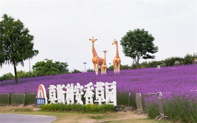​迪士尼旁边竟藏有一处薰衣草公园，魔都新晋拍照圣地