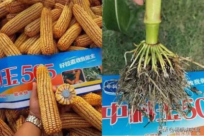 ​高产玉米品种中科玉505，稳产和适应环境强，亩产1500到2600斤