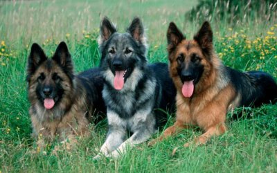 ​适合当警犬的狗狗都有哪些