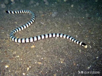 ​连眼睛王蛇都害怕的“青环海蛇”，海蛇的祖先，血清却极其稀少