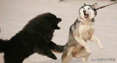 ​藏獒与猞猁狭路相逢，谁更胜一筹？