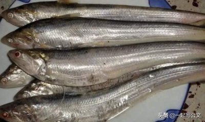 ​黄河鱽鱼又回来了，让人欢欣鼓舞，愿环境越来越好