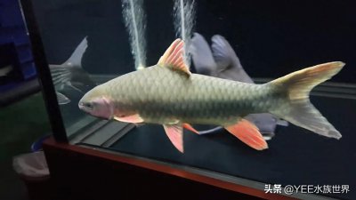 ​小众的大型观赏鱼：红吉罗鱼