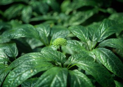 ​盘点叫“金不换”的植物有14种，个个价值名贵，多数外形却很普通
