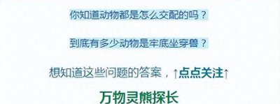 ​中国犀牛还能回来吗？最后一头死于1922年，或许还有没被发现的？