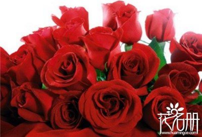 ​美国的国花是什么花，爱情和勇气化身的玫瑰花