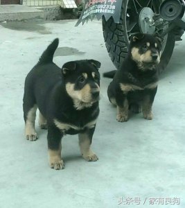 ​中华名犬极品潮汕大头犬，网友：这是我曾经养过的四眼狗！