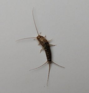 ​家里有衣鱼虫怎么才能自然消失