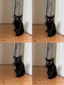 ​猫咪吃不胖的原因与解决方案详解