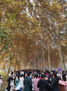 ​郑州黄河迎宾馆梧桐大道火了！其实黄河迎宾馆才是网红打卡地鼻祖