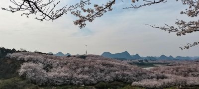 ​平坝樱花，最值得一游的赏樱之地，世界最大果然名不虚传！