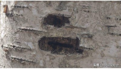 ​10月8日绿会哈尔滨五常凤凰山黑熊保护地开展巡护活动