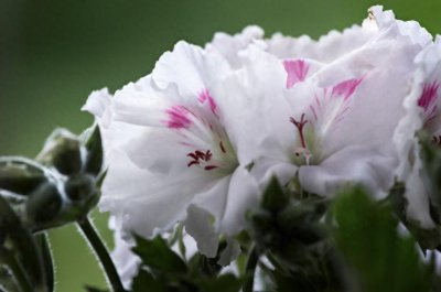 ​植物图集：天竺葵