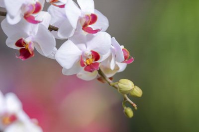 ​兰花（中国十大名花之一）