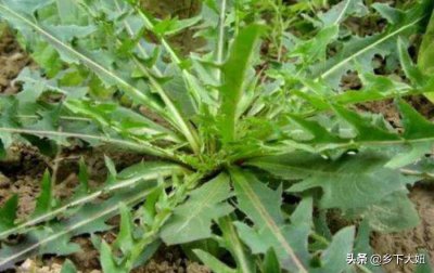 ​农村常见苦麻菜又苦又麻，以前喂兔子，现在受城里人追捧很吃香