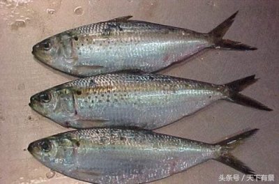 ​比臭豆腐还要可怕1000倍：史上最臭鲱鱼罐头