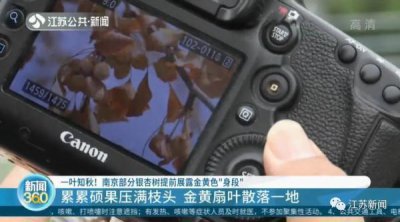 ​提前了一两个月，银杏叶已开始泛黄掉落？专家：是在自我保护