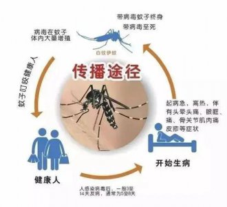 ​揭秘：“花斑蚊”俗称花蚊子的传染孕育者