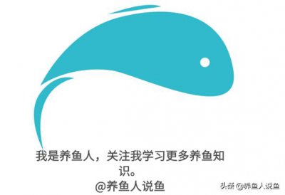 ​中大型观赏鱼凶猛程度排名TOP10，龙鱼居然落选
