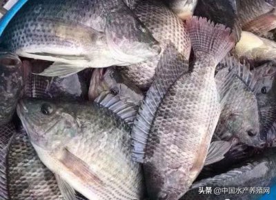 ​美味便宜，刺少肉多，罗非鱼具备网红的特质！再不转内销，或成“一条死鱼”？