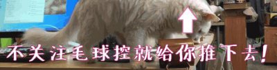 ​泰国斗鱼：酷到没朋友