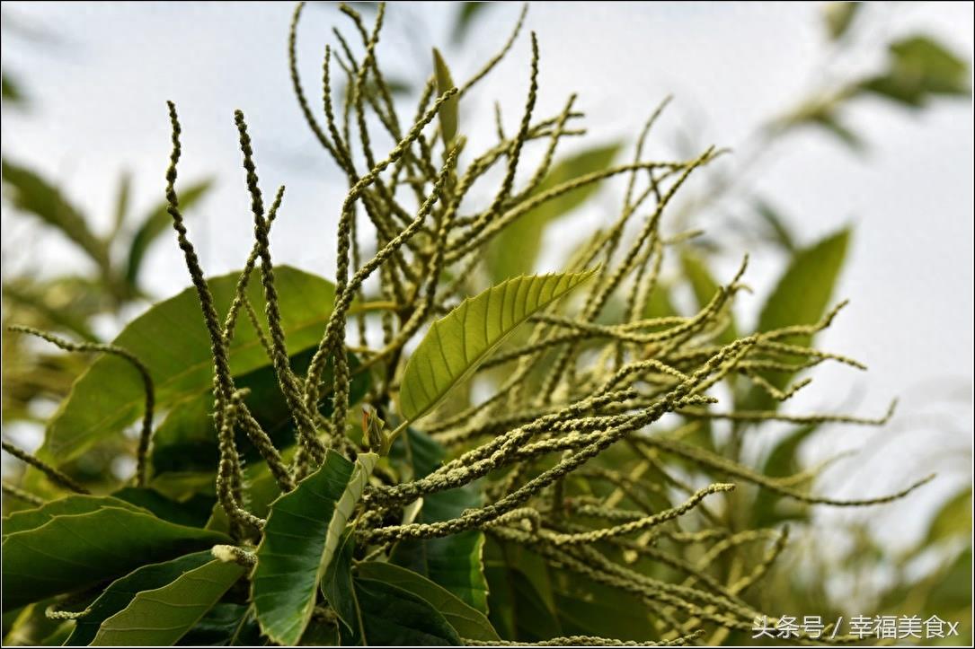 这种花儿气味很独特，它是天然的蚊香！