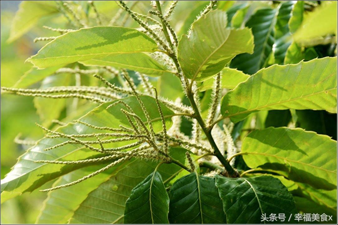 这种花儿气味很独特，它是天然的蚊香！