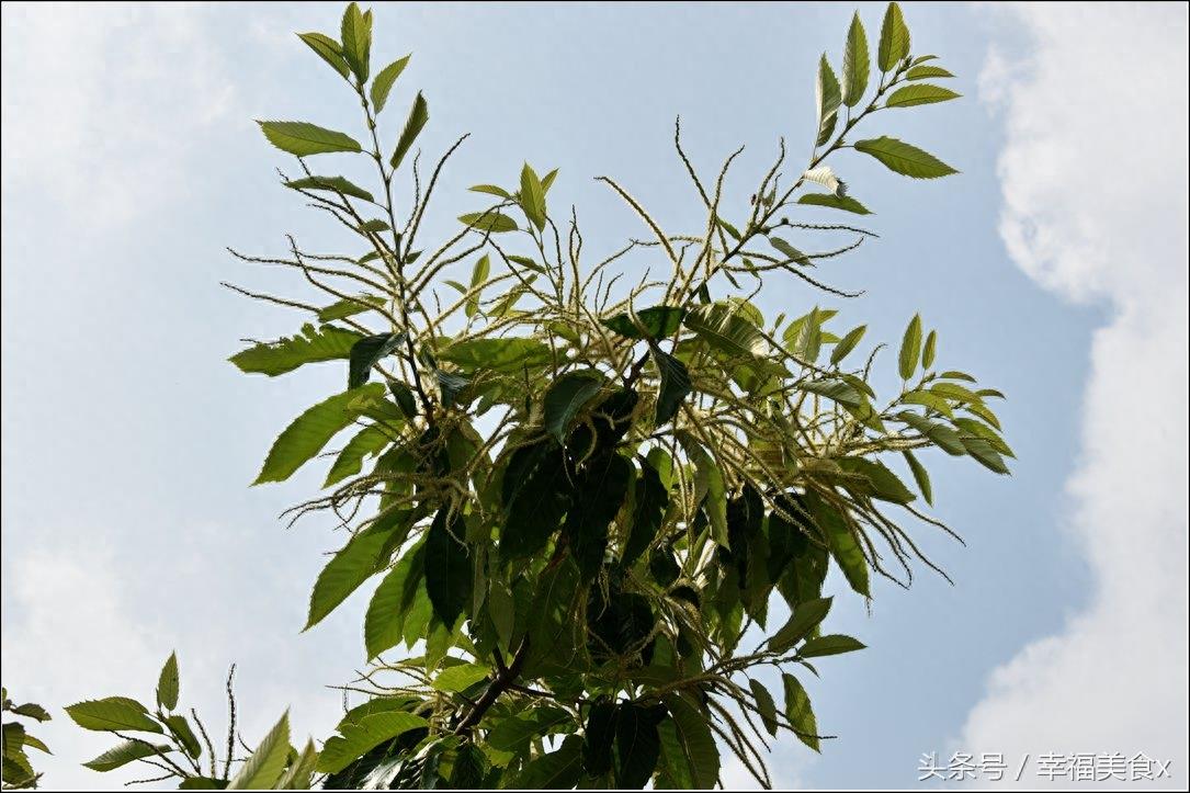 这种花儿气味很独特，它是天然的蚊香！