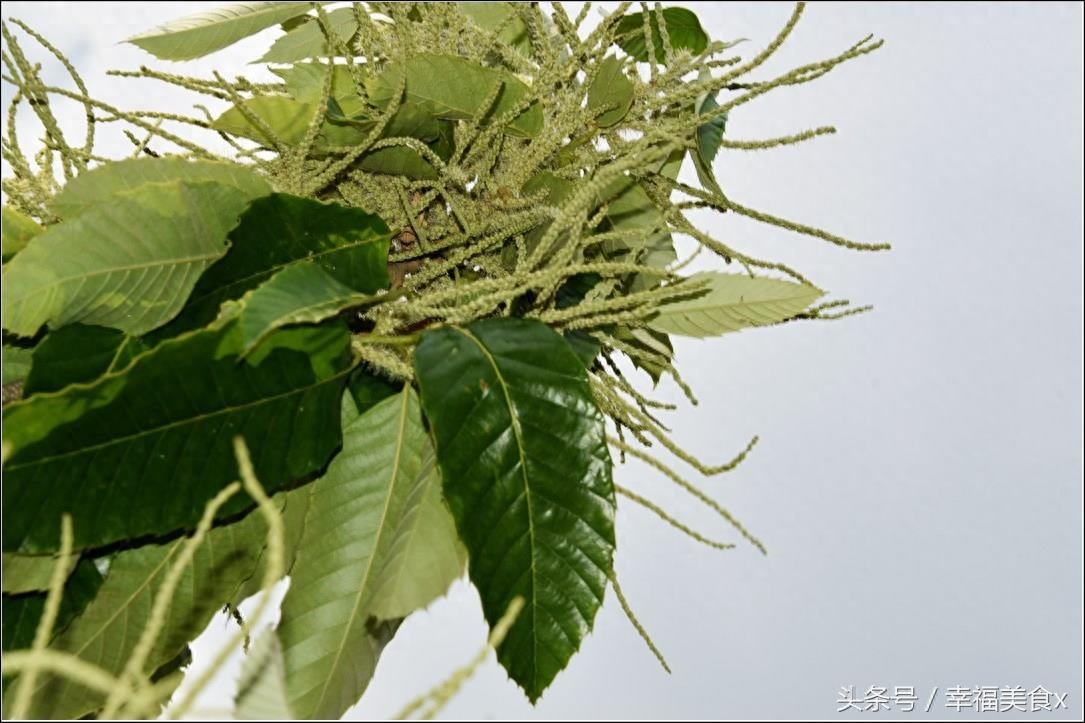 这种花儿气味很独特，它是天然的蚊香！