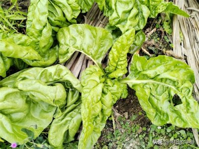 ​这种其貌不扬的蔬菜，在潮汕被当做很有意义的菜肴，结婚都要食用