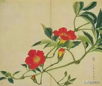 ​苕：不念shào，那正确读音是？